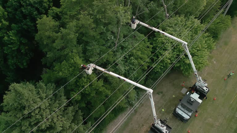 Best Tree Trimming and Pruning  in Austin, MN