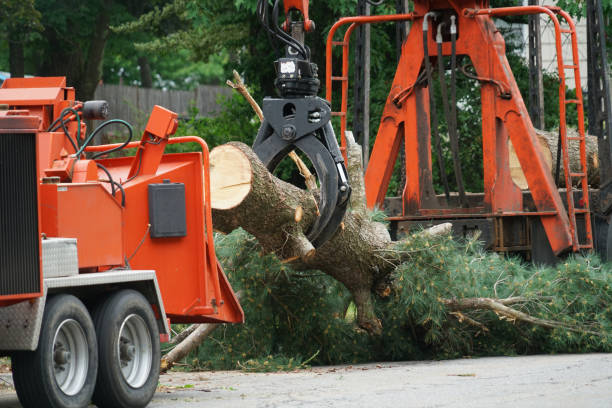 Best Tree Mulching  in Austin, MN