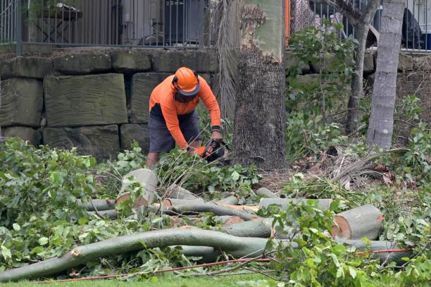 Best Tree Risk Assessment  in Austin, MN