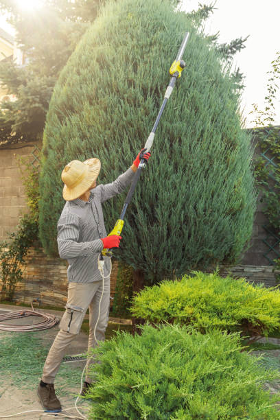 Best Fruit Tree Pruning  in Austin, MN