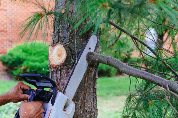  Austin, MN Tree Removal Pros